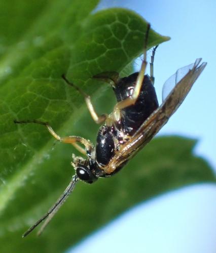 Réf. 183 871 : Pristiphora appendiculata